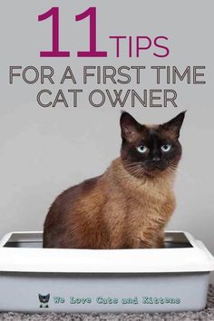 Cats Needs List, Cat Owner Essentials, Cat Adoption Checklist, Owning A Cat For The First Time, Cat Owner Tips Life Hacks, First Cat Owner Tips, Getting A Cat Checklist, Tips For Cat Owners, Cat Tips And Tricks