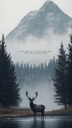 a deer is standing in the middle of a lake with trees and mountains behind it