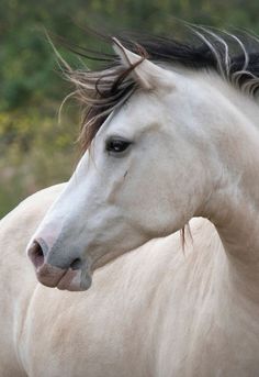 a white horse with black manes standing next to trees and bushes in the background