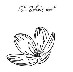 a drawing of a flower with the words st john's wort