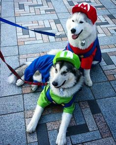 two dogs dressed up like mario and luigi are sitting on the ground with each other