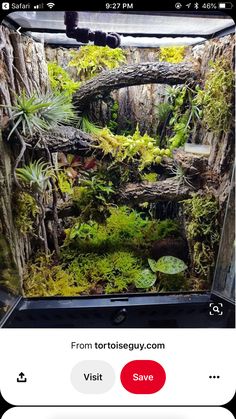 an aquarium is shown with moss and other plants in the bottom right hand corner,