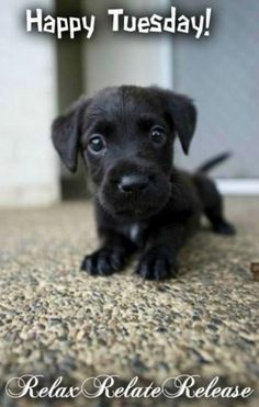 a black puppy is sitting on the floor and looking at the camera with a happy tuesday message