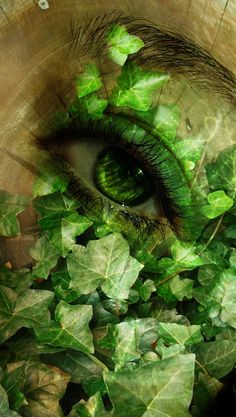 an eye is surrounded by green leaves