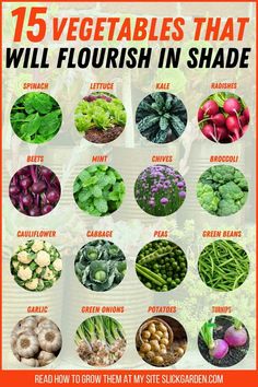 Turn your shady garden into a green haven with these thriving vegetables! 🌿🥦 Winter Garden Vegetables, Garden Vegetables To Grow, Shade Tolerant Vegetables, Shade Garden Vegetables, Gardening Ideas On A Budget, Vegetable Garden Ideas Backyard, Shaded Vegetable Garden, What Vegetables To Plant Together, Shady Vegetable Garden