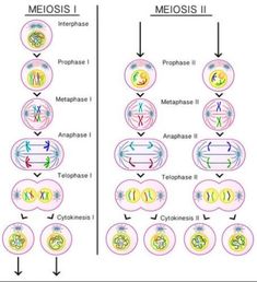 the diagram shows different types of cell membranes and their functions in cellular systems, including