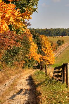 a dirt road with a wooden fence in the foreground and autumn trees on either side