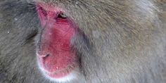 a close up of a baboon's face with it's tongue out