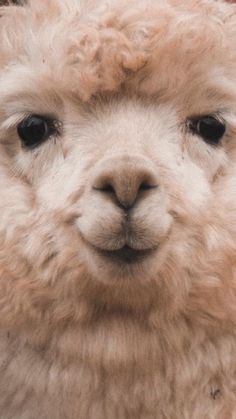 an alpaca looking at the camera with one eye open