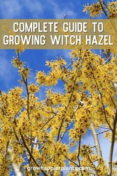 the complete guide to growing witch hazel