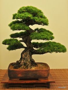 a bonsai tree sitting on top of a wooden table