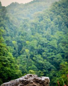 a large rock sitting on top of a lush green forest