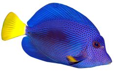 a blue and yellow fish on a white background