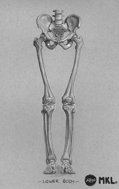 a drawing of the lower body and upper leg, with bones labeled in black and white