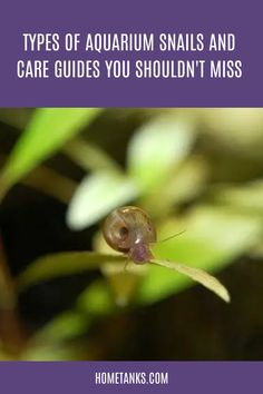 an image of a snail that is on top of a plant with the words types of aquarium snails and care guides you shouldn't miss