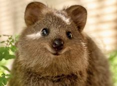 a close up of a small animal near some plants and grass with one eye on the camera