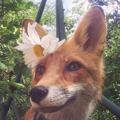 a close up of a dog with a flower on its head