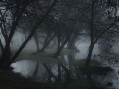 trees are reflected in the water on a foggy day