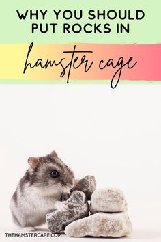 a hamster eating some rocks with the text why you should put rocks in hamster cage