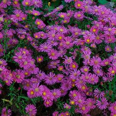 purple flowers are blooming in the garden