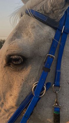 a close up of a horse's face with blue bridle