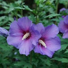 two purple flowers with green leaves in the background