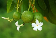 some green fruit hanging from a tree with white flowers