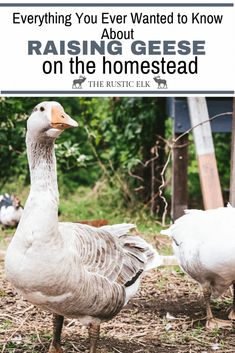 two geese standing next to each other in the grass with text overlay reading everything you ever wanted to know about raising geese on the homestead