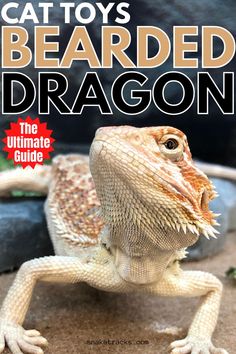 the ultimate guide to buying bearded dragon toys and other things you need to know about them