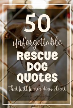 50 Meaningful Rescue Dog Quotes to Make You Smile Dog Adoption Quotes, Dog Captions, Rescue Dog Quotes, Rescue Quotes, Rescue Dogs For Adoption, Adoption Quotes, Dog Medicine, Dog Quotes Love, Rescue Puppies