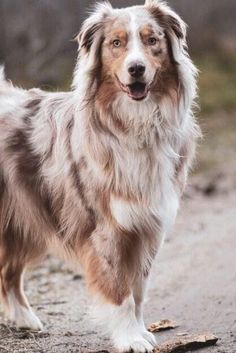 a brown and white dog standing on top of a dirt road