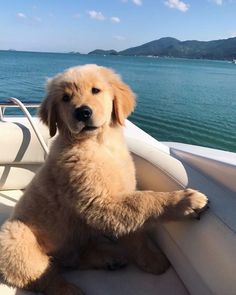 a brown dog sitting on the back of a boat