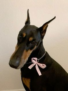 a black and brown dog with a pink bow on it's collar sitting in front of a white wall