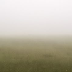 two sheep standing in the middle of a field on a foggy, overcast day