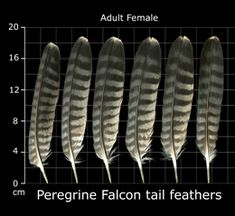 four feathers are shown on a grid with the words, adult female and pergeine falcon tail feathers