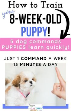 a dog is shown with the words how to train your 8 - week - old puppy