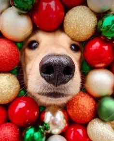 a close up of a dog's face surrounded by christmas balls and baubs