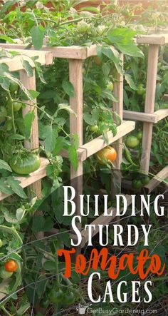 an image of tomatoes growing in the garden with text overlay reading building study tomato cages