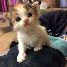 a small kitten sitting on top of a person's lap looking at the camera