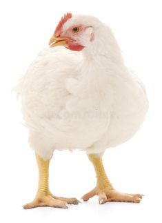 a white chicken standing on its hind legs and looking at the camera with an orange beak