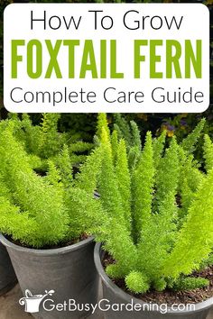 several potted plants with text overlay how to grow foxtail fern complete care guide