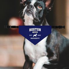 Boston Terrier University EST. 1983 Dog Bandana Collar