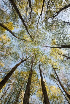 looking up at the tops of tall trees