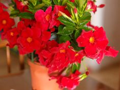 red flowers in a pot on a table