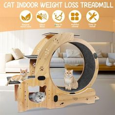 Upgraded version of 4-in-1 cat wheels, Pefilos cat wheels are easy to install. The cat exercise wheel comes with detailed installation instructions and videos. The cat exercise wheel is not only a cat treadmill, but also a cat house, cat shelf, and cat bowl for indoor cats. Cat wheels for indoor cats make your cat's life more enjoyable. When your cat spends most of its time indoors, keeping them active and healthy can be a challenge. Cat wheel exerciser for Indoor Cats. This cat wheel helps to k Cat Treadmill, Cat Running, Cat Wheel, Cat Exercise Wheel, Cat Climbing Frame, Cat Exercise, Exercise Wheel, Cat Stands, Cat Shelves