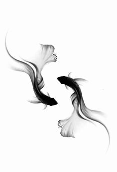 two black and white birds flying next to each other