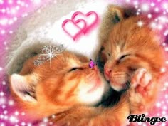 two orange kittens cuddle together in front of a pink background with hearts and stars