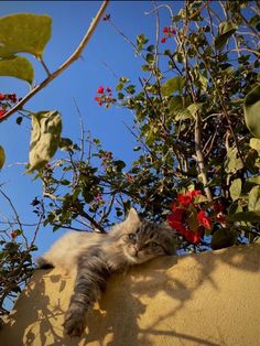 a gray and white cat laying on top of a wall