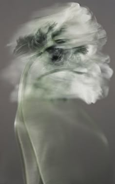 a blurry photograph of a white flower on a gray background with the image blurred