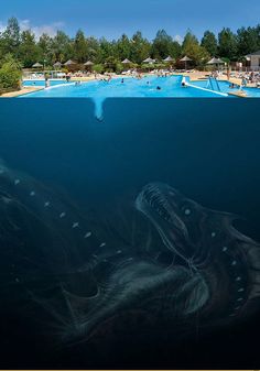 an underwater view of a swimming pool with people in it